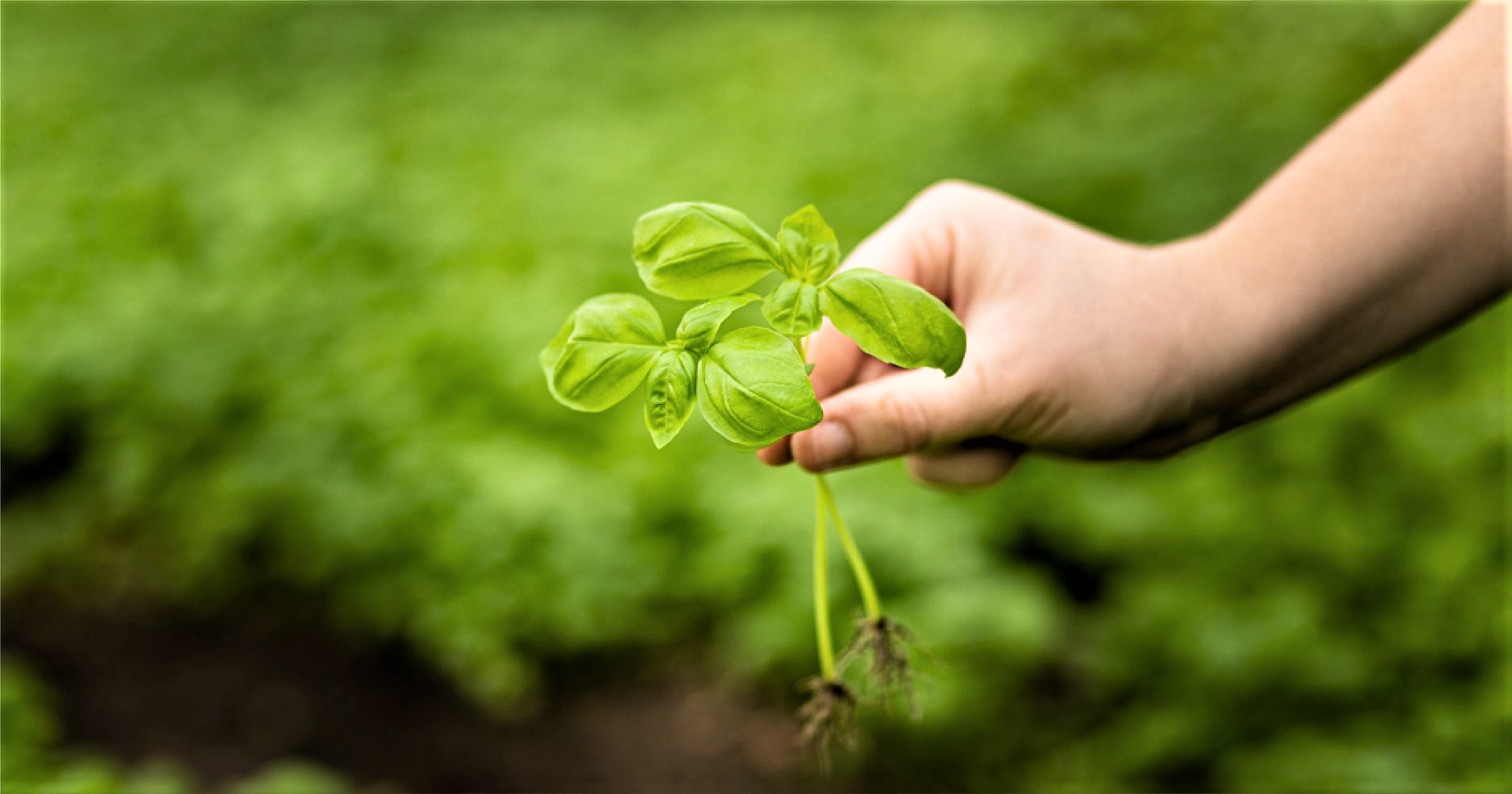 Presentato il logo del Basilico storico genovese TravelEat