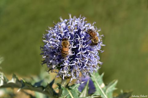 Gli Echinops, fiori sferici amati dalle api per il loro nettare