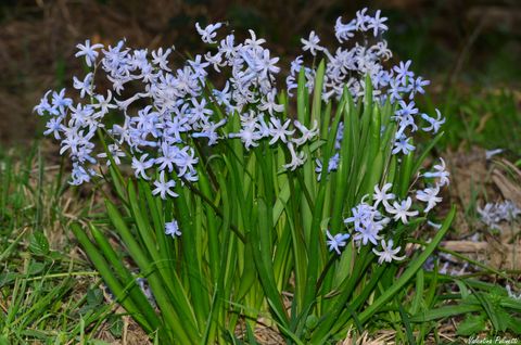 I Giacinti: profumati fiori di primavera, legati ad un antico mito e simbolo d’amore.