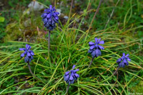 I Muscari piccole bulbose a fioritura primaverile, simbolo di saggezza e di pace interiore