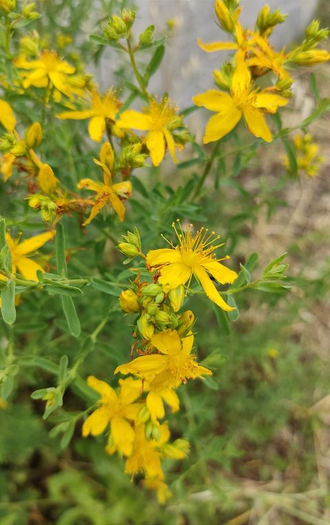 Hypericum Perforatum