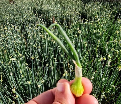 A tavola con la Cipolla egiziana, che viene dalla Liguria e non dall'Egitto