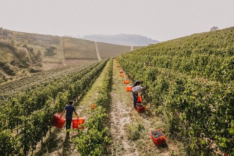 Vini eccellenti e degustazioni esclusive nell'ambito del seminario su Terre Alfieri DOCG