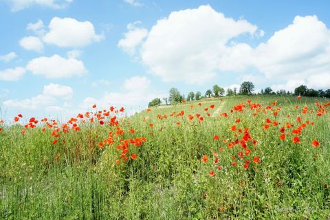 Cosa fare nell'Astigiano in questo weekend: le nostre proposte