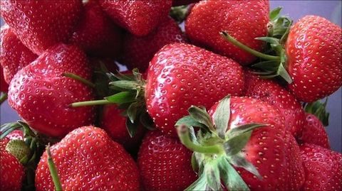 Arrivano le fragole di Carros, una vera passione per i francesi (Video)