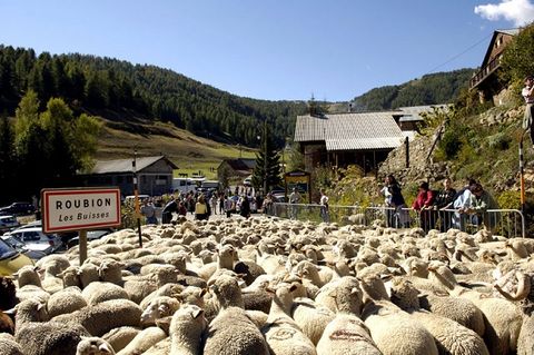 Parco del Mercantour: Roubion oggi festeggia la transumanza con oltre duemila pecore (Video)