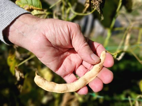 Fagiolo bianco di Pigna, un pezzo di storia e tradizione dell'alta val Nervia
