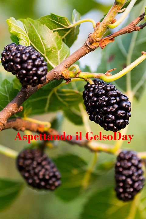 Cairo Montenotte: sabato 9 marzo torna il Gelso Day