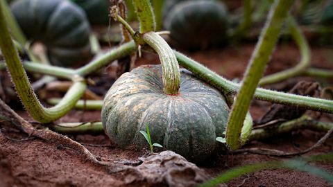 La zucca di Piozzo diventa Presidio Slow Food
