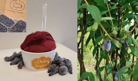 Alla gelateria “Il Dolce Sogno” di Busto Arsizio trovi Haskap, il gelato che fa bene alla salute.