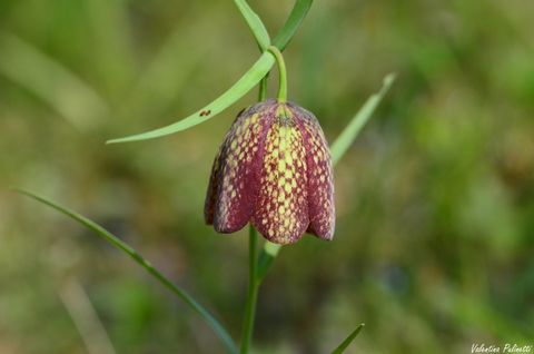 La Fritillaria: il fiore a scacchi, simbolo di maestosità e amore