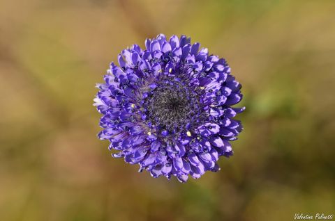 Le Globularie: piccole piante dai fiori globosi