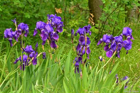 Le Iris: i fiori dai colori dell’arcobaleno e simbolo di buona notizia