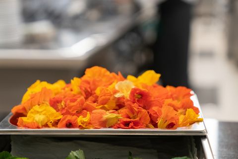 Alassio, arriva il Festival Nazionale Cucina con i Fiori: grande fermento fra gli chef della città