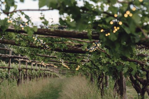 A Cuceglio, "Drink more Erbaluce" l'evento alla Tenuta Roletto tra vino, musica e relax tra i filari