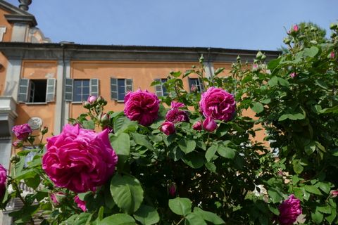 Domenica 4 maggio: riapre l'Orto Botanico di Pavia