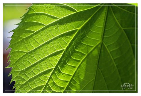 Inizia il Maggio Astigiano: gli eventi del primo fine settimana