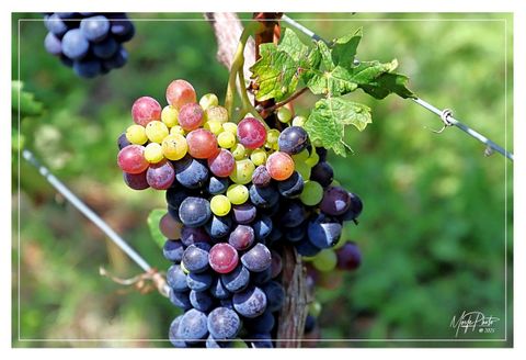 Ultimo fine settimana di agosto con diversi eventi nell'Astigiano. Cultura, musica live e tanto altro, per un fine settimana da scoprire!