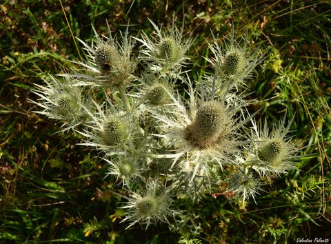 Gli Eryngium, piante spinose simbolo di felicità coniugale