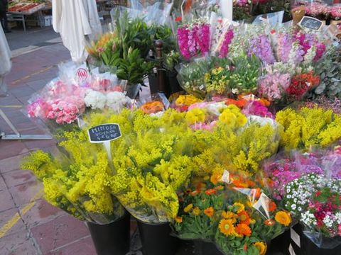 Come conservare le mimose, i consigli dei fiorai di Cours Saleya