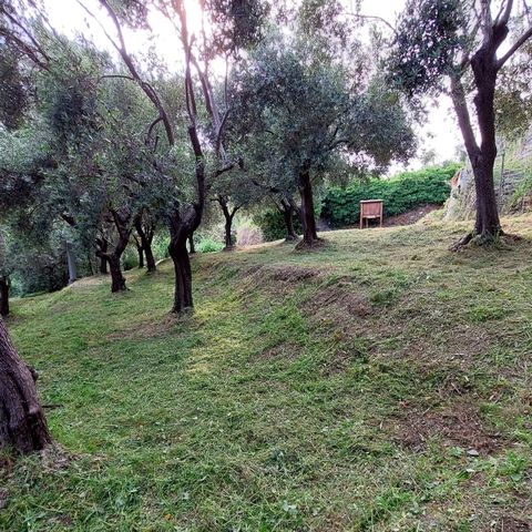 Voltri, l’oliveto storico di Villa Duchessa di Galliera è Presidio Slow Food
