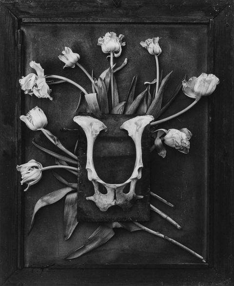 Sabato 29 giugno a Chieri inaugurazione della mostra fotografica “HISTOIRES de FLEURS”