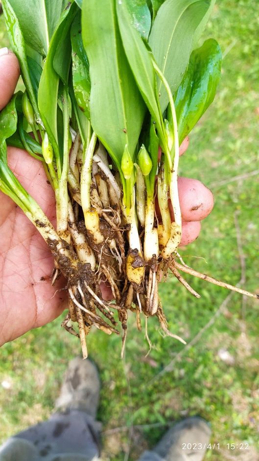 Domenica 11 Maggio 2025 a Cengio Rocchetta (SV) si svolgerà la terza edizione della Festa dell’Aglio orsino.