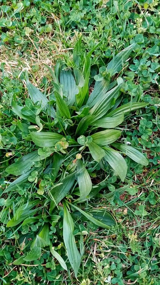 Erbe e fiori in cucina: la Salsa di Piantaggine Erbe e fiori in cucina: la Salsa di Piantaggine