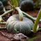 La zucca di Piozzo diventa Presidio Slow Food