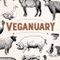 Veganuary 2026: un mese per scoprire l’alimentazione 100% vegetale