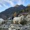 La Capra Sempione foto Slow Food La Capra Sempione foto Slow Food