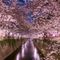Sakura Matsuri 2025: un angolo di Giappone sboccia a Nizza