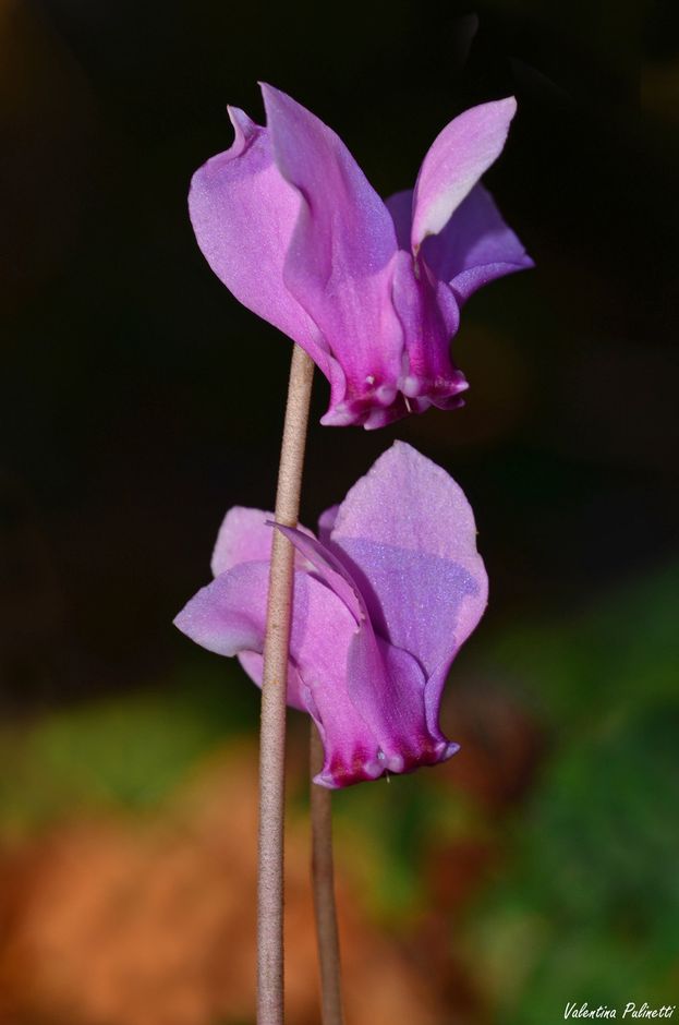 Fiori di Liguria: il Ciclamino, il fiore della modestia, della solitudine e dell'amabilità, ma pericoloso