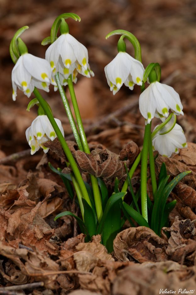 Fiori di Liguria: Bucaneve e Campanellini, le fioriture bianche della Primavera, che sono anche un simbolo di speranza. Fiori di Liguria: Bucaneve e Campanellini, le fioriture bianche della Primavera, che sono anche un simbolo di speranza.