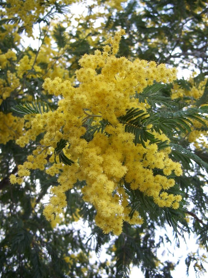 Acacia dealbata Wikipedia