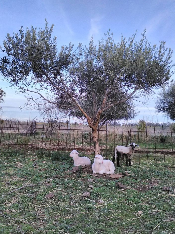 Costa Azzurra un esperimento di “permacultura” a La Penne, a pochi chilometri da Nizza