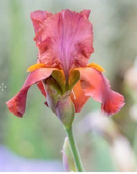 Un fiore contro la violenza sulle donne: ad Alassio approda il progetto nazionale &quot;Una Iris per non dimenticare&quot; grazie alla sezione Fidapa guidata da Cinzia Salerno