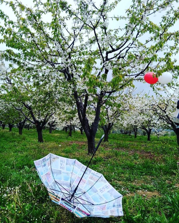 Il 7 aprile a Pecetto torna la Camminata enogastronomica tra i Ciliegi in Fiore