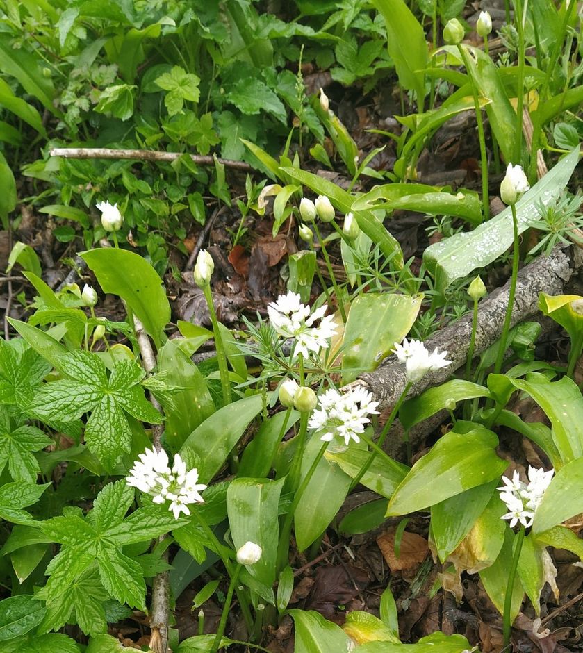 Cengio (SV): tutto pronto per la seconda edizione della Festa dell’Aglio orsino Cengio (SV): tutto pronto per la seconda edizione della Festa dell’Aglio orsino