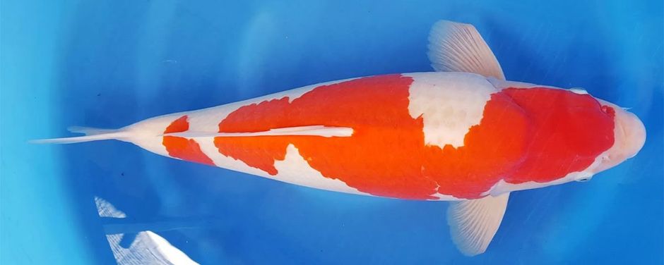 In foto, esemplare di carpa Kohaku