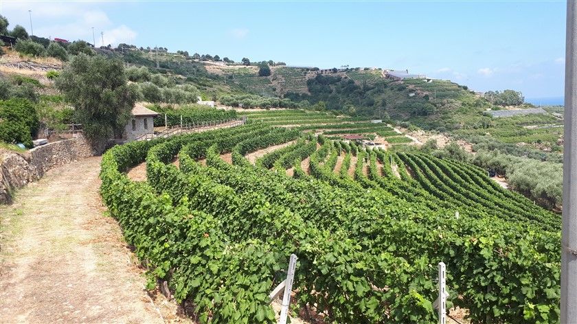 Vini liguri: per l’Azienda Agricola Lombardi la produzione inizia dall’amore per il vigneto e dalla sua storia Vini liguri: per l’Azienda Agricola Lombardi la produzione inizia dall’amore per il vigneto e dalla sua storia