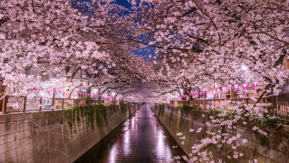 Sakura Matsuri 2025: un angolo di Giappone sboccia a Nizza
