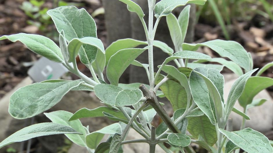 Nel giardino di Marco Damele il profumo e il sapore della biodiversità