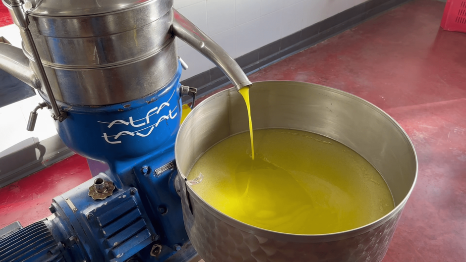 Target: Azienda Agricola &quot;Il Cascin&quot;, olive, olio extravergine e vini di alta qualità