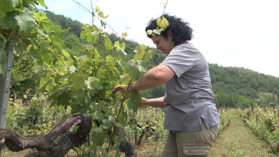 Tenuta Maffone: lavoro e amore nella vigna e nella cantina