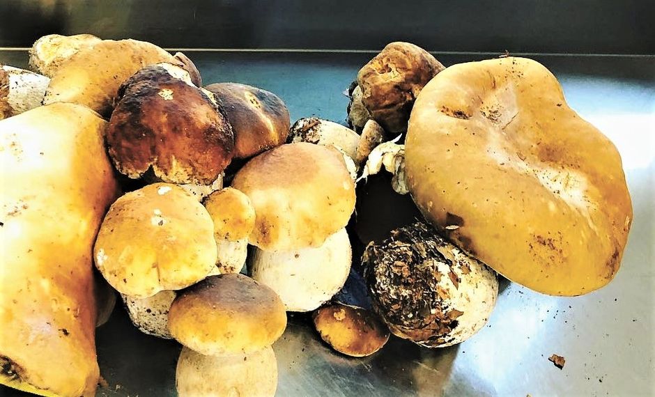 Albenga: all’Hosteria del Viale un menu a tutto fungo dall'antipasto al dessert Albenga: all’Hosteria del Viale un menu a tutto fungo dall'antipasto al dessert