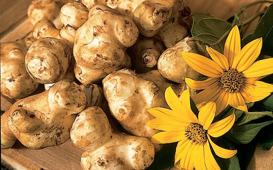 Carignano: domenica 9 ottobre un incontro con esperti e chef per scoprire tutti i segreti del Topinambur - Ciapinabò