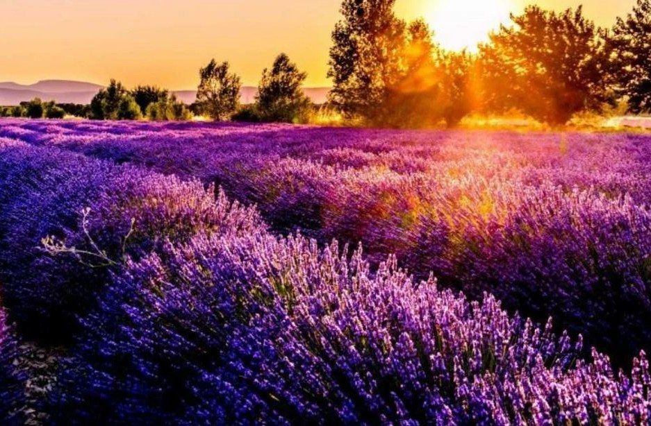 Vacanze nell'astigiano tra olive, conigli e salsicce.