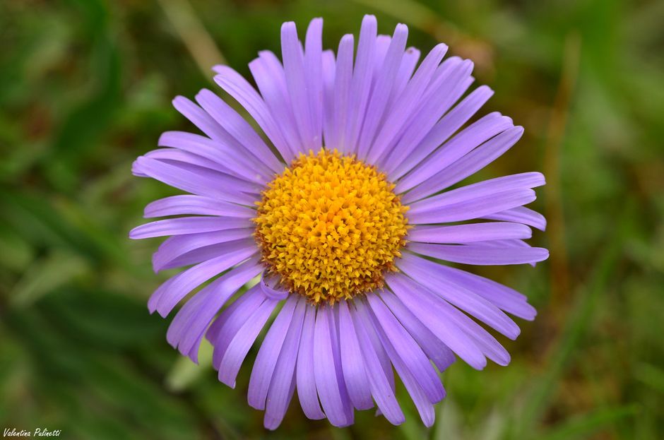 Gli Aster: fiori a stella simbolo di luce e saggezza