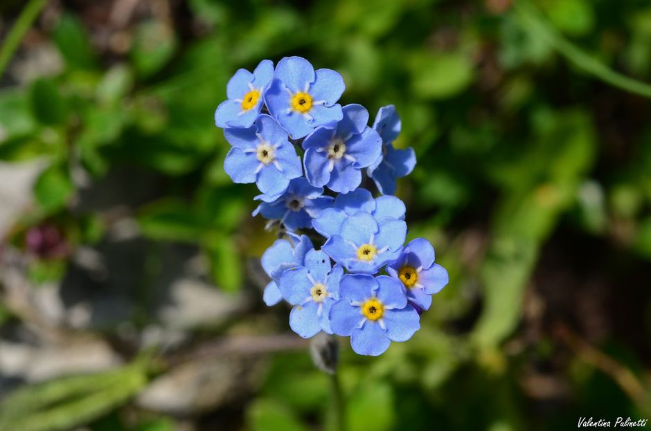 Il Myosotis, meglio conosciuto come Non ti scordar di me, è il simbolo di fedeltà e di amore eterno